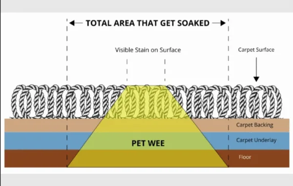 Pet Stain & Odour Removal Perth