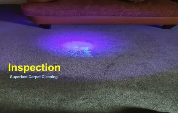 Pet Stain & Odour Removal Perth